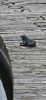 PICTURES/New Lanark Mill/t_Roof Garden Statue Frog5.jpg